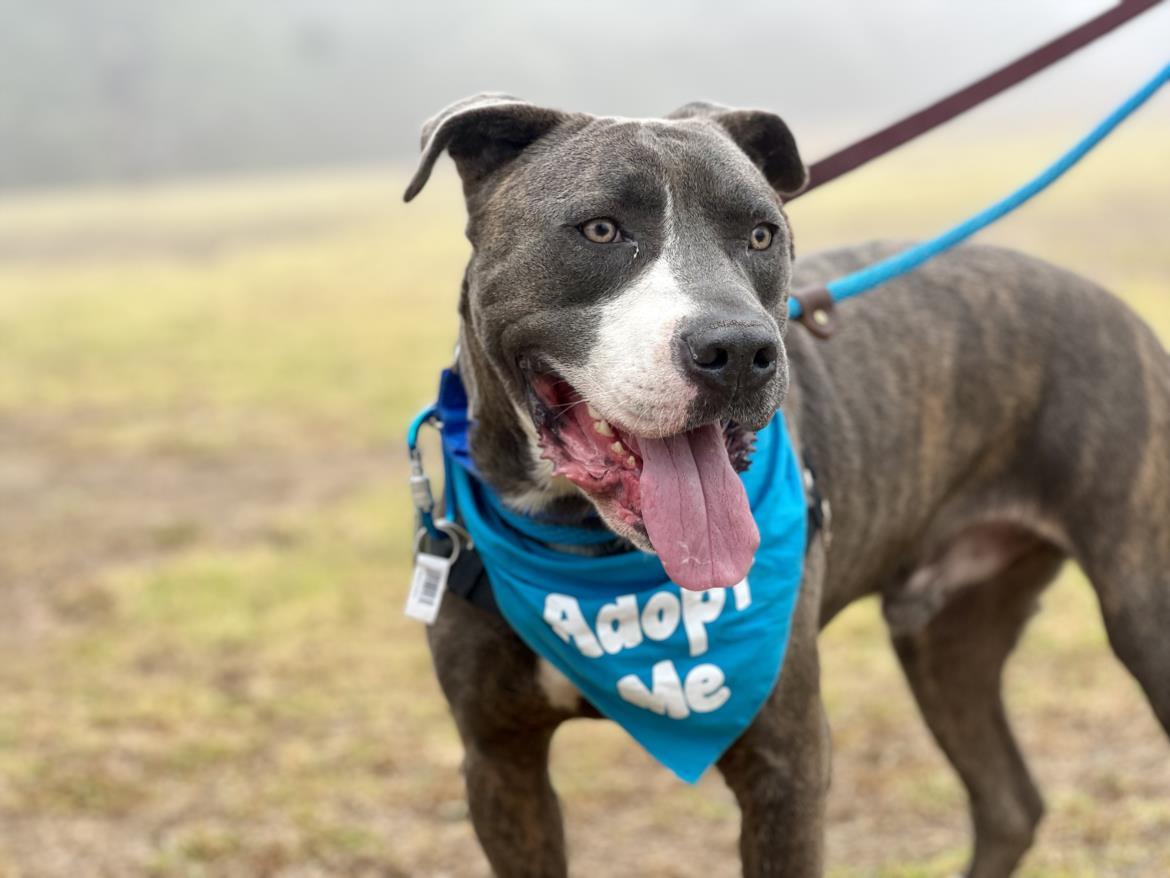 POPEYE, Adoptable, Adult Male American Staffordshire Terrier.