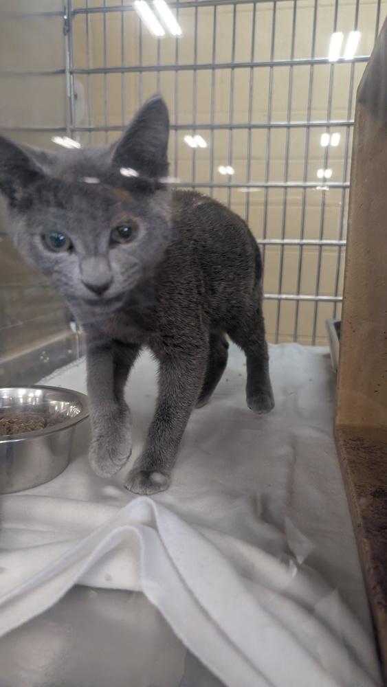 Sterling, Adoptable, Kitten Male Domestic Short Hair.