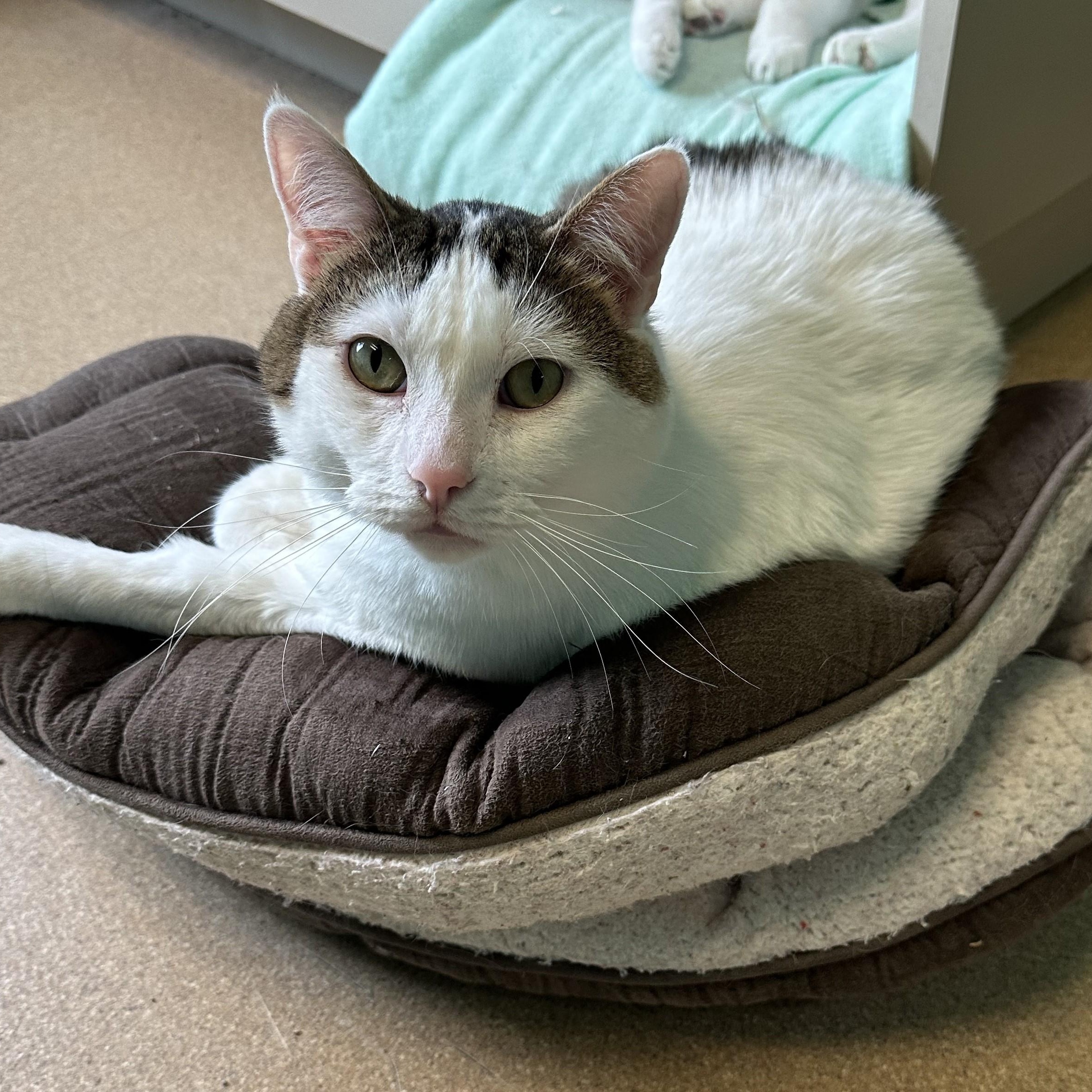Colossus, an adoptable Domestic Short Hair in Brookings, SD, 57006 | Photo Image 2