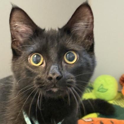 Maxine, Adoptable, Young Female Domestic Short Hair.
