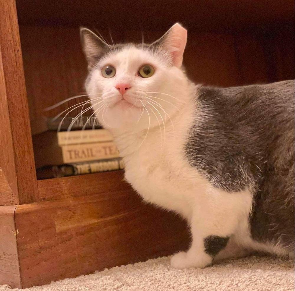 Zeke, Adoptable, Young Male Domestic Short Hair.
