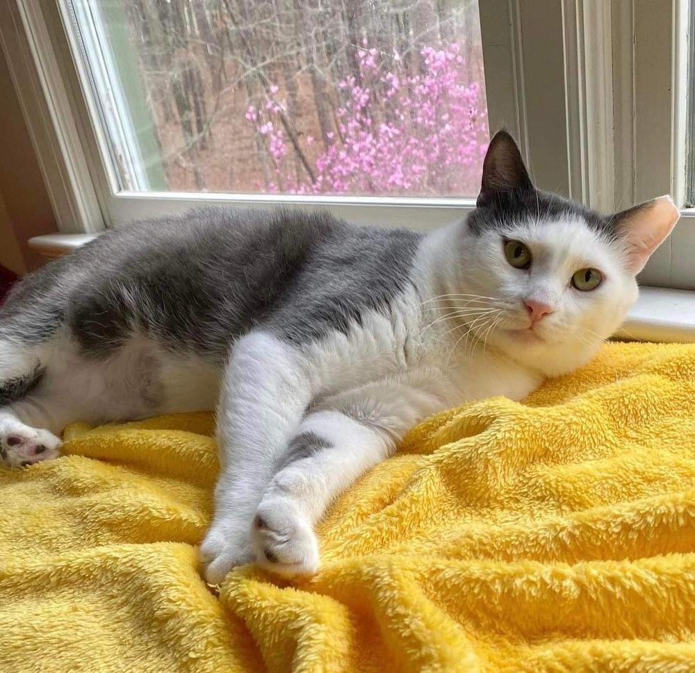 Zeke, a Adoptable Domestic Short Hair in Raleigh, NC image 2/6