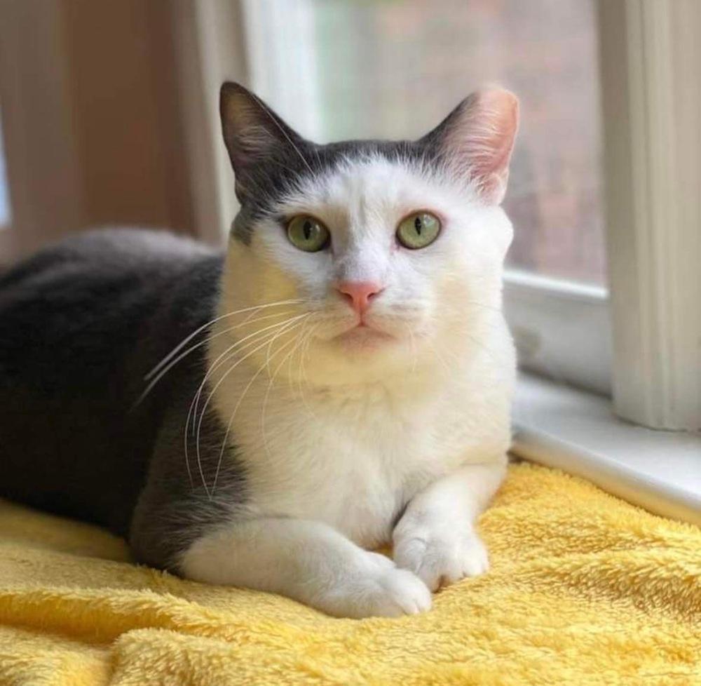 Zeke, a Adoptable Domestic Short Hair in Raleigh, NC image 3/6