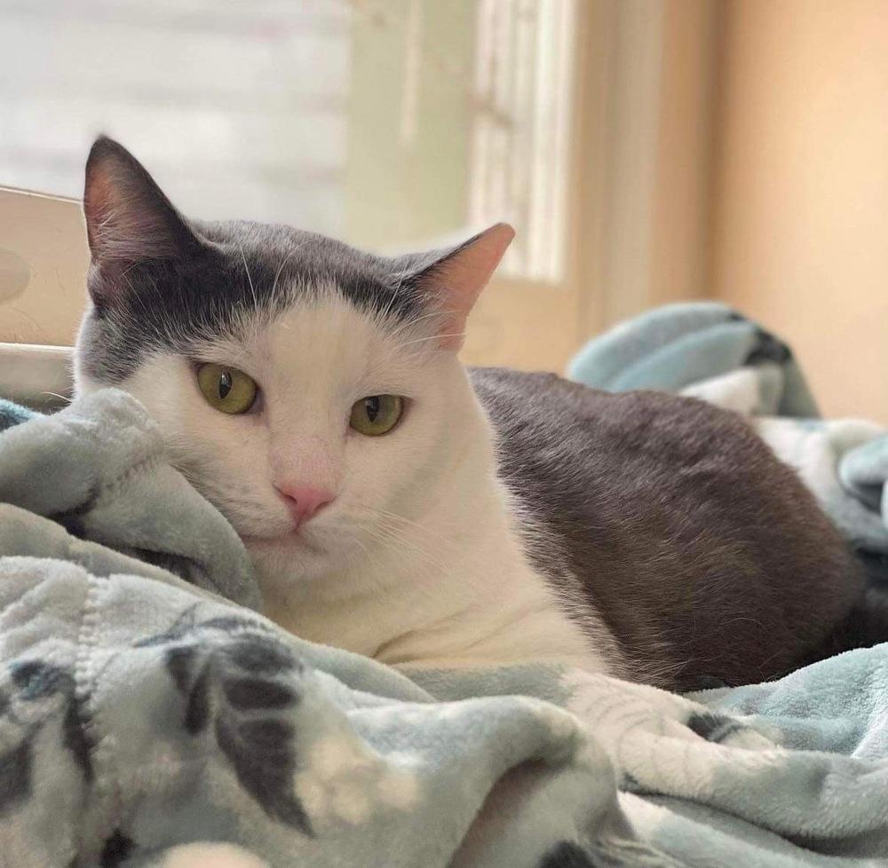 Zeke, a Adoptable Domestic Short Hair in Raleigh, NC image 4/6