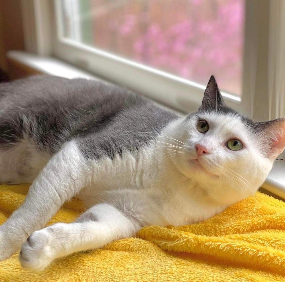 Zeke, a Adoptable Domestic Short Hair in Raleigh, NC image 5/6