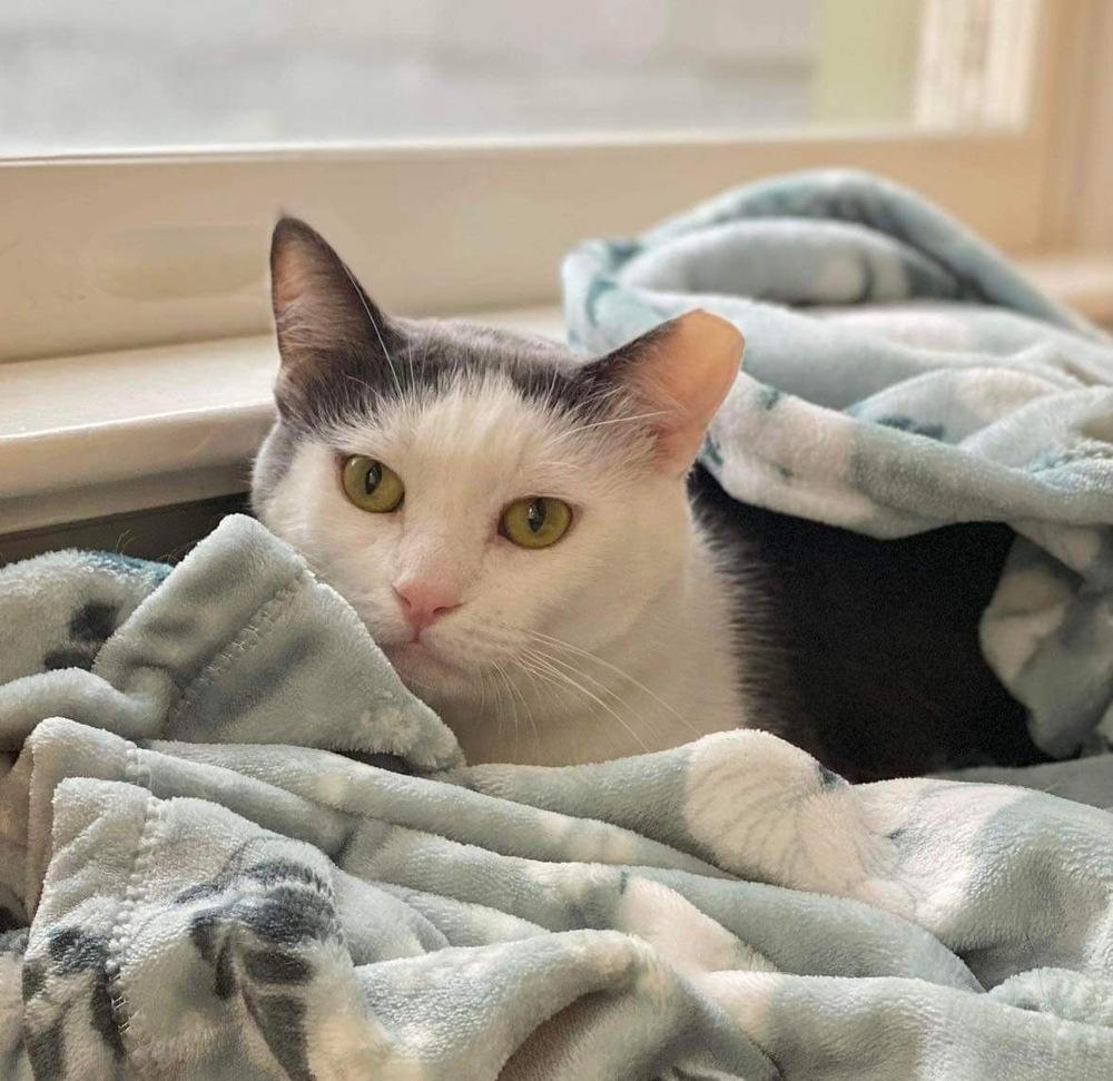 Zeke, a Adoptable Domestic Short Hair in Raleigh, NC image 6/6
