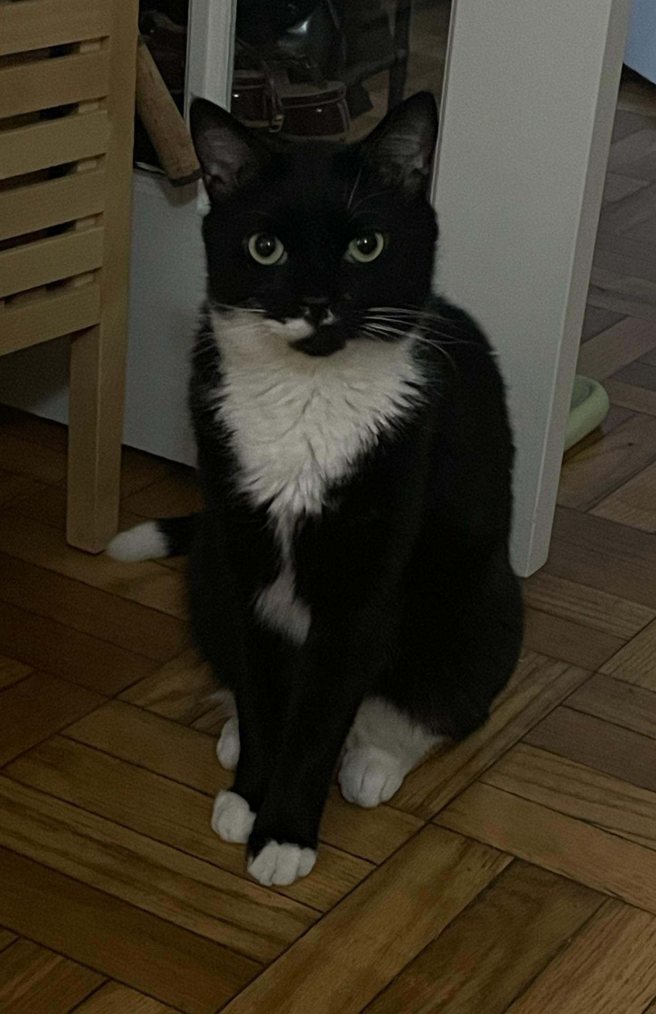 Curtisina , ADOPTABLE, Young Female Domestic Short Hair.