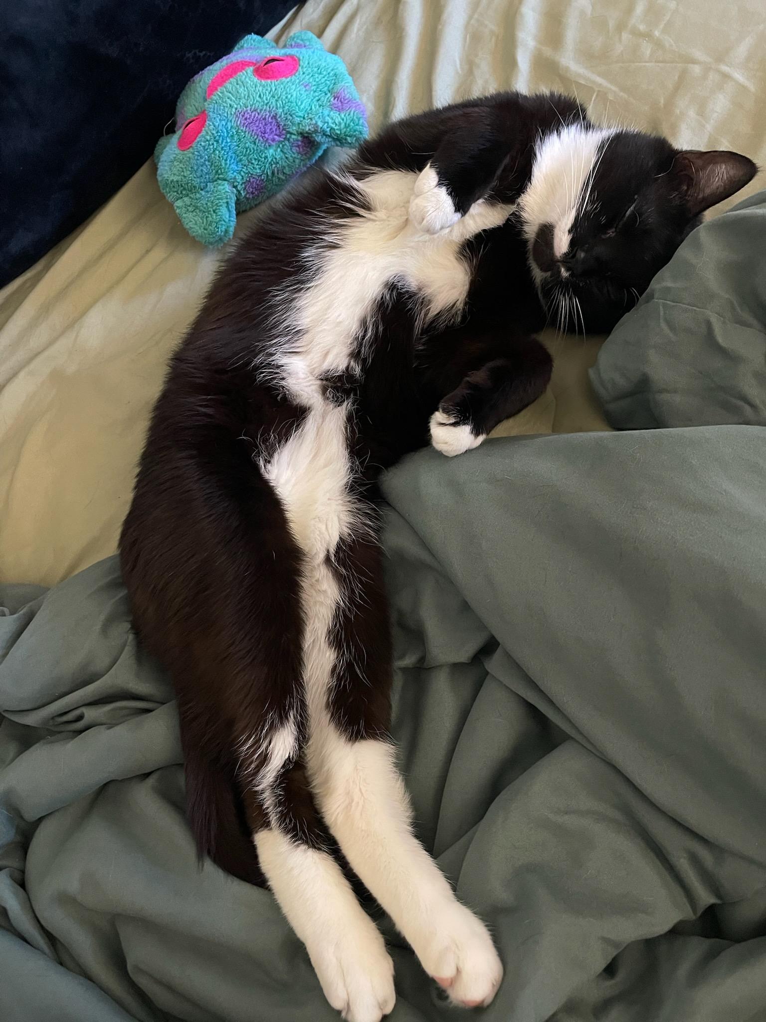 Curtisina , a ADOPTABLE Domestic Short Hair in Flushing, NY image 2/2