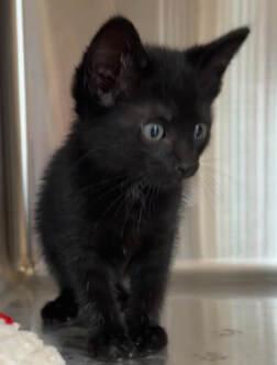 Asteroid, Young Male Domestic Short Hair