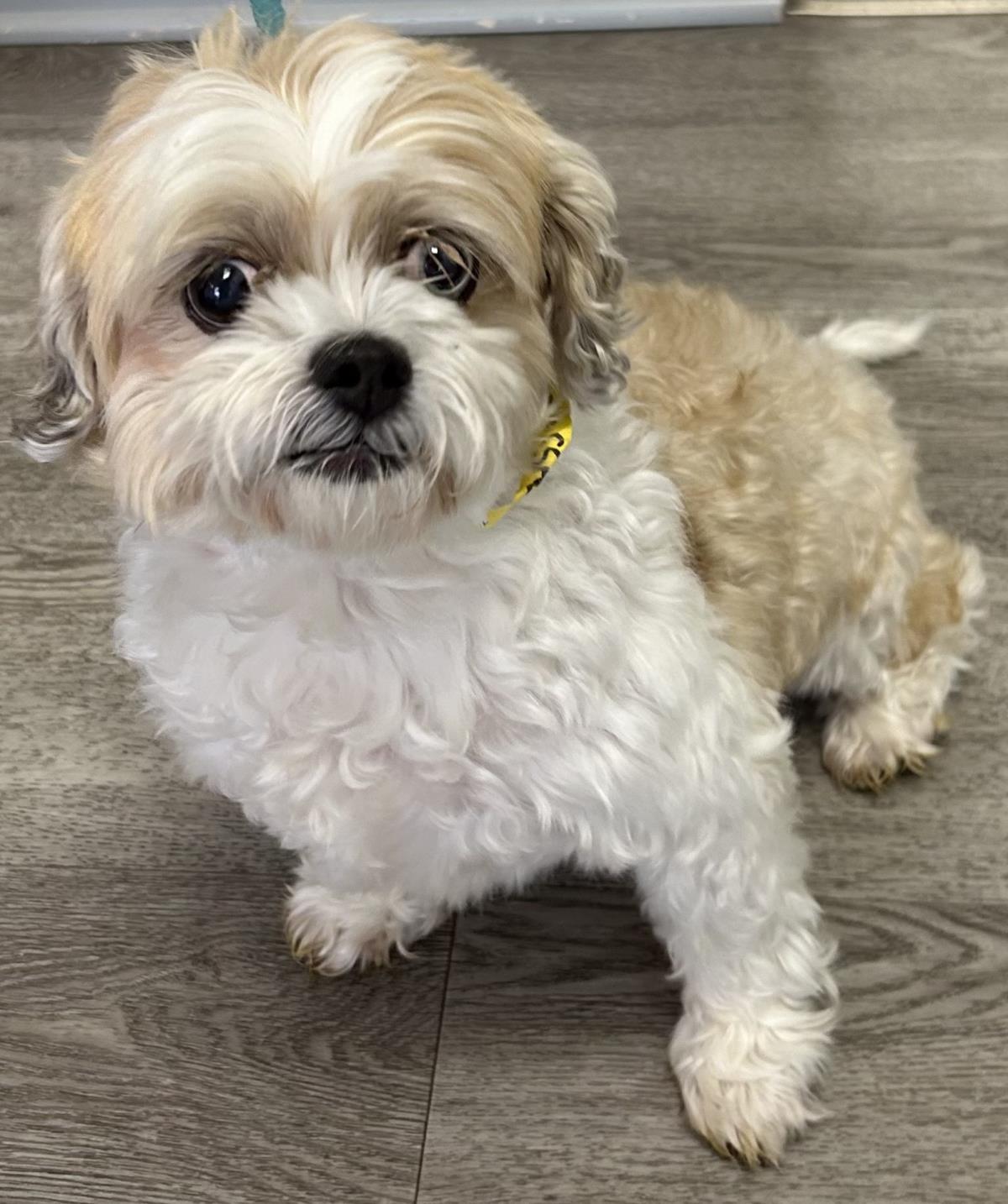 Maggie, Adoptable, Senior Female Shih Tzu.