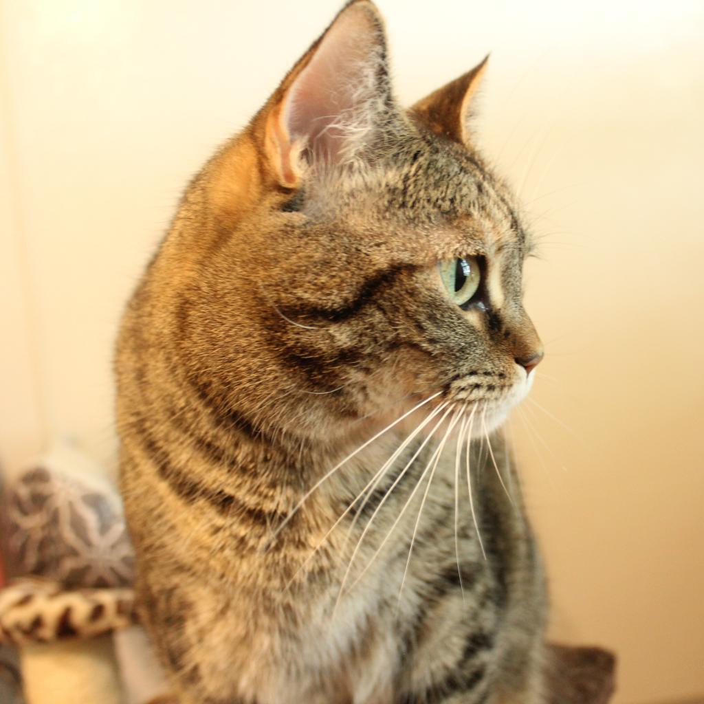 Joy, Adoptable, Adult Female Domestic Short Hair.