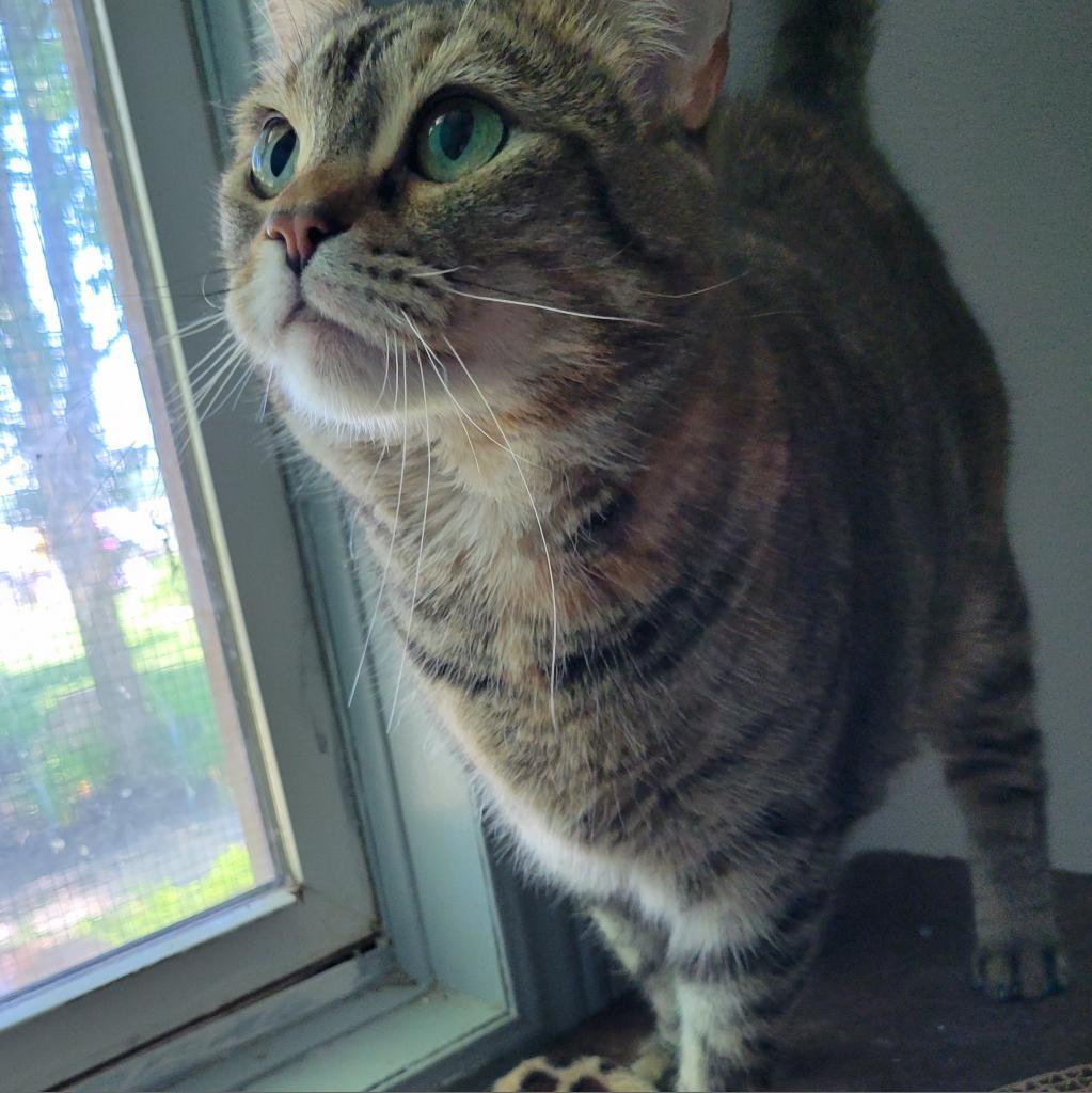 Enlarge Joy, a Adoptable Domestic Short Hair in Muncie, IN image 2/5