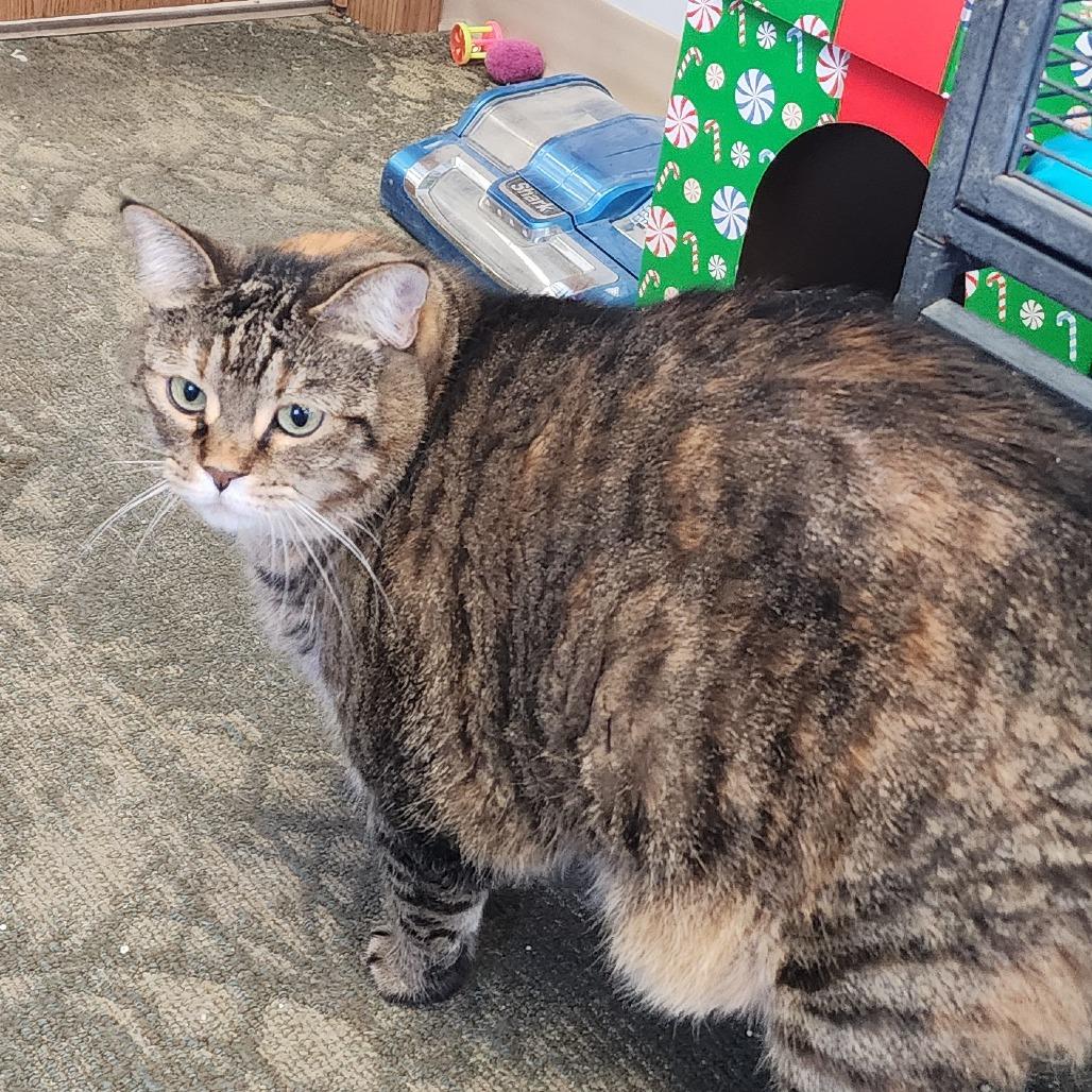 Joy, a Adoptable Domestic Short Hair in Muncie, IN image 3/6