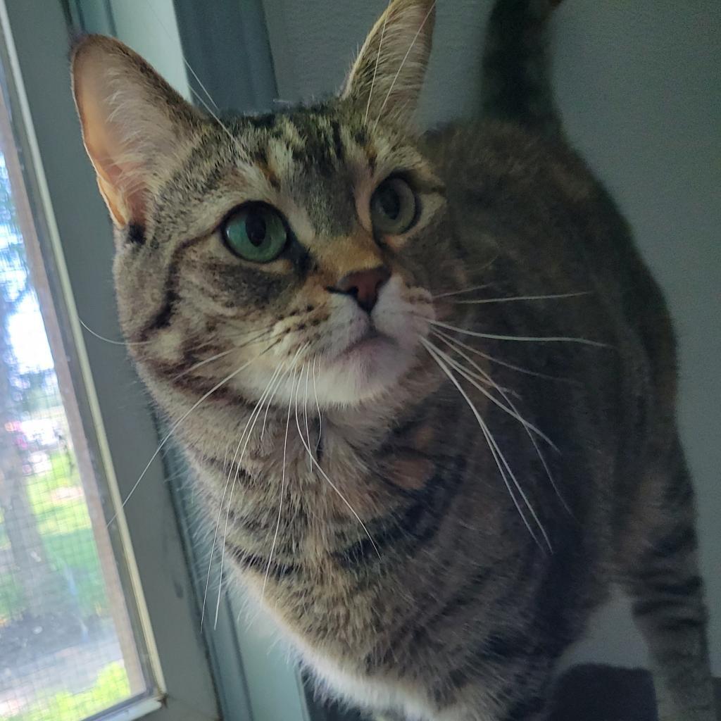 Enlarge Joy, a Adoptable Domestic Short Hair in Muncie, IN image 3/5