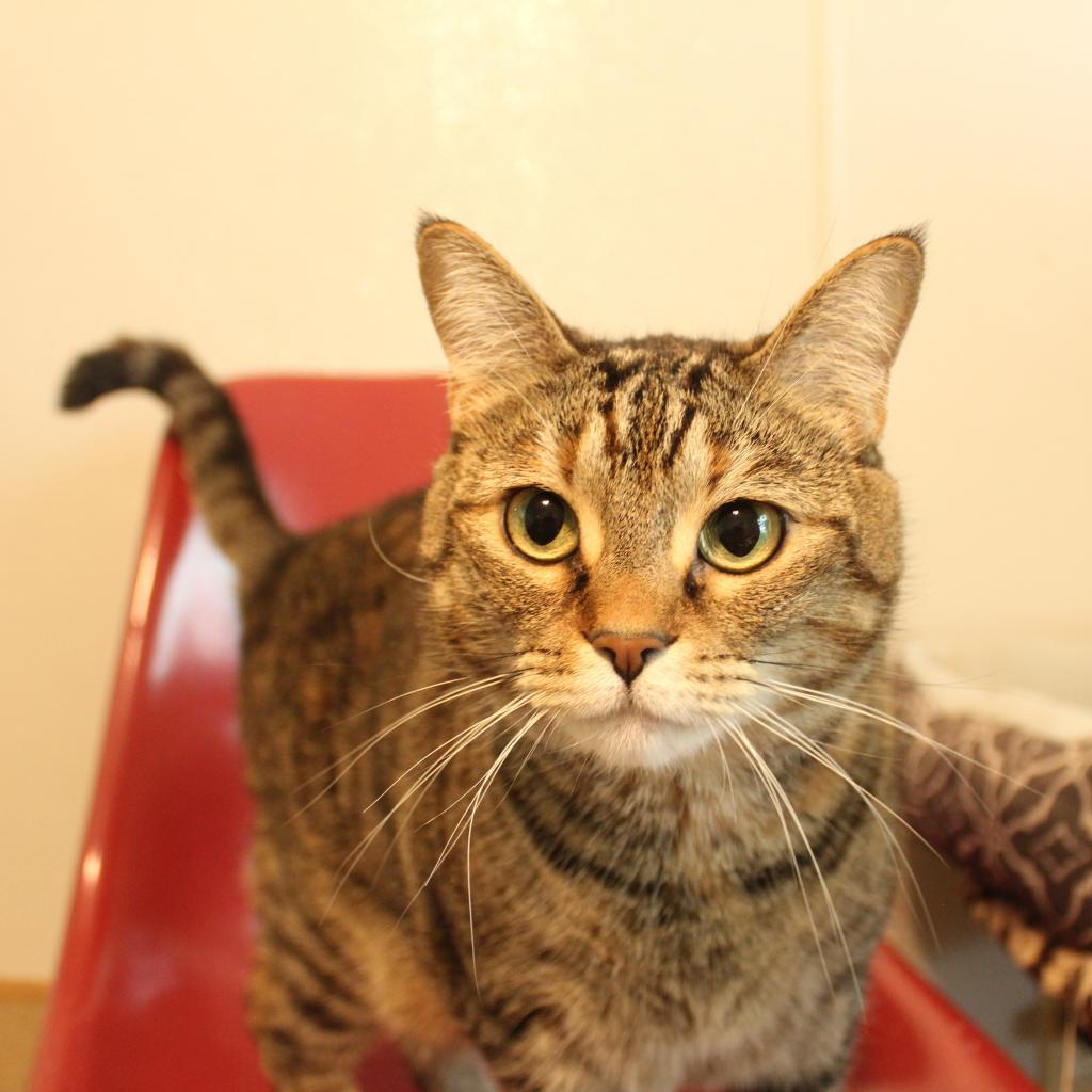Enlarge Joy, a Adoptable Domestic Short Hair in Muncie, IN image 4/5