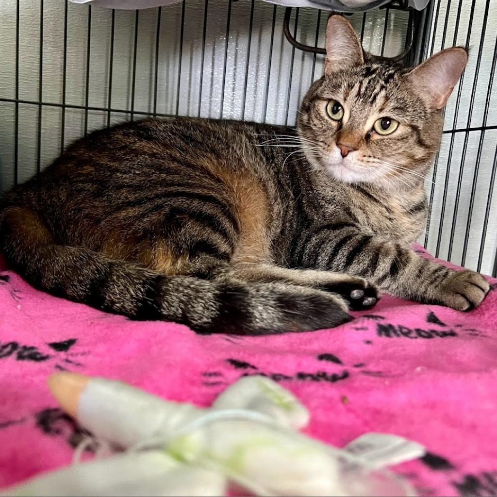 Enlarge Joy, a Adoptable Domestic Short Hair in Muncie, IN image 5/5