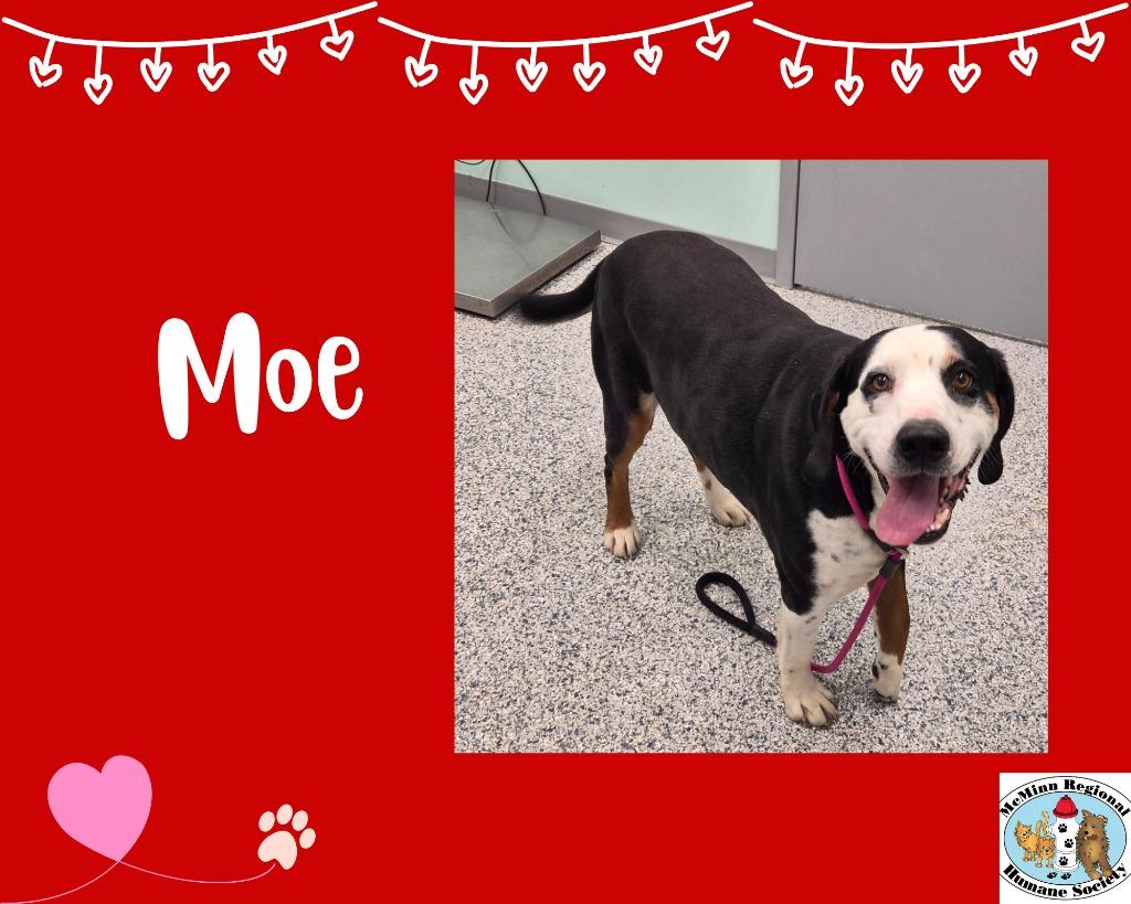 Enlarge Moe, a Adoptable mixed breed in Athens, TN image 1/3