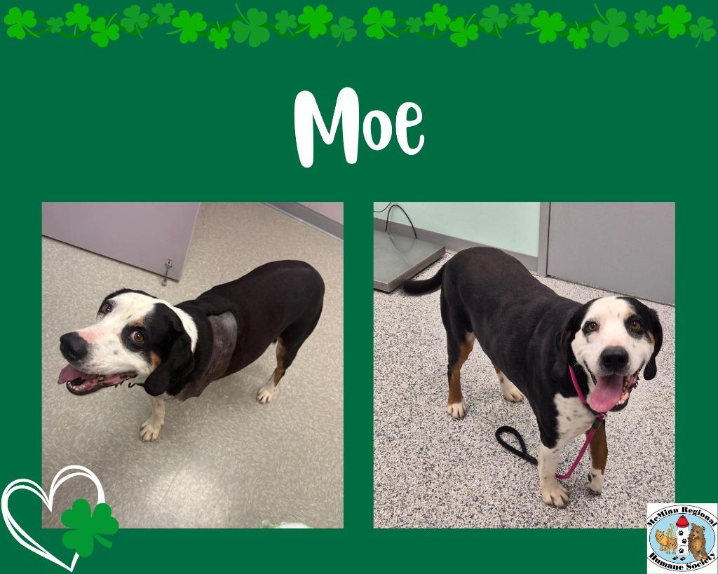 Enlarge Moe, a Adoptable mixed breed in Athens, TN image 2/3