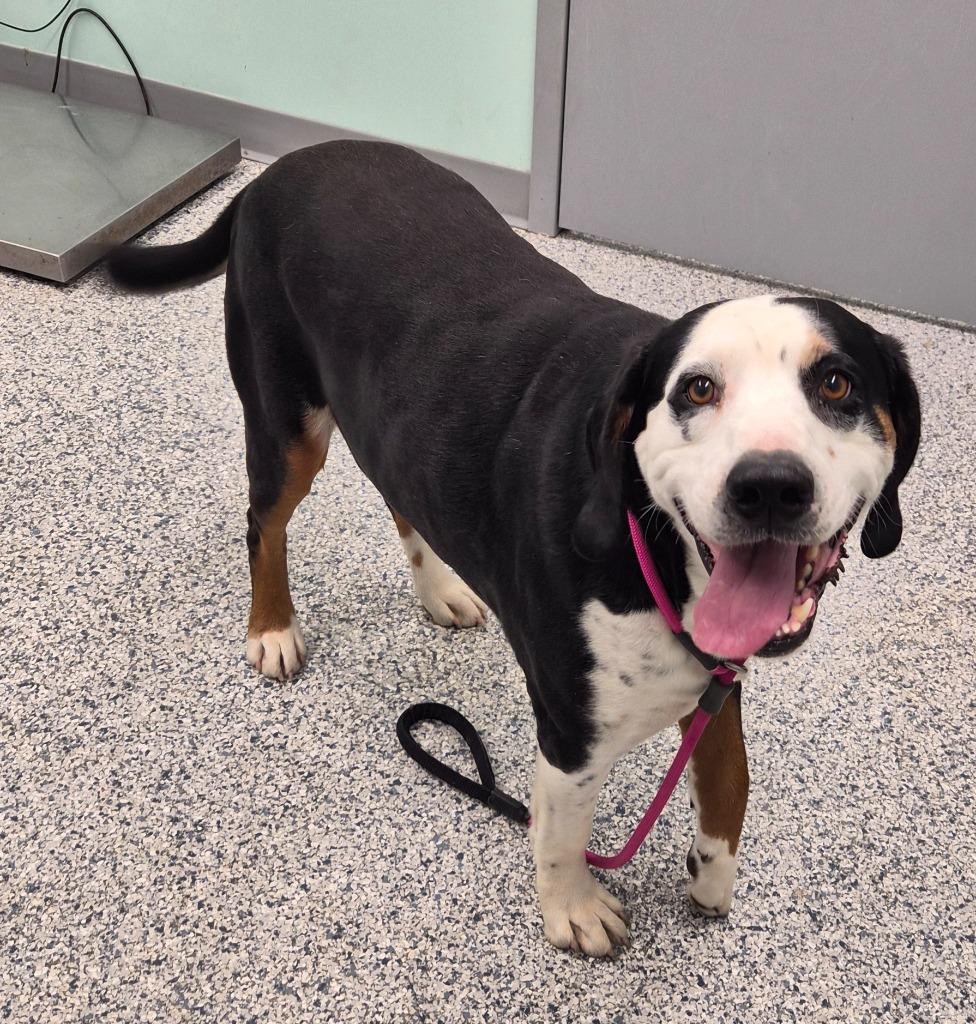 Enlarge Moe, a Adoptable mixed breed in Athens, TN image 3/3