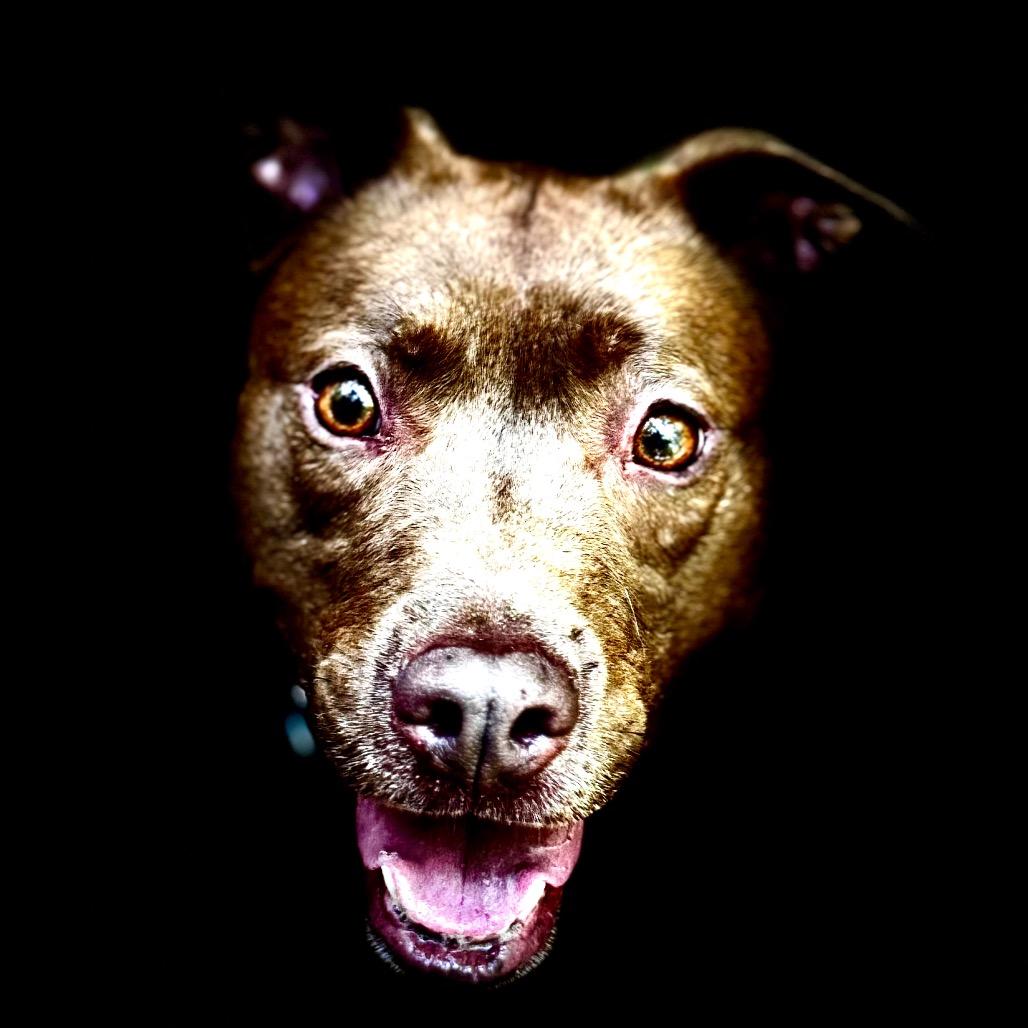 Jackie, Adoptable, Adult Female Boxer & Terrier.