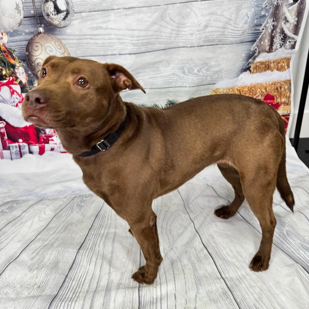 Enlarge Jackie, a Adoptable mixed breed in Franklin, NC image 2/6