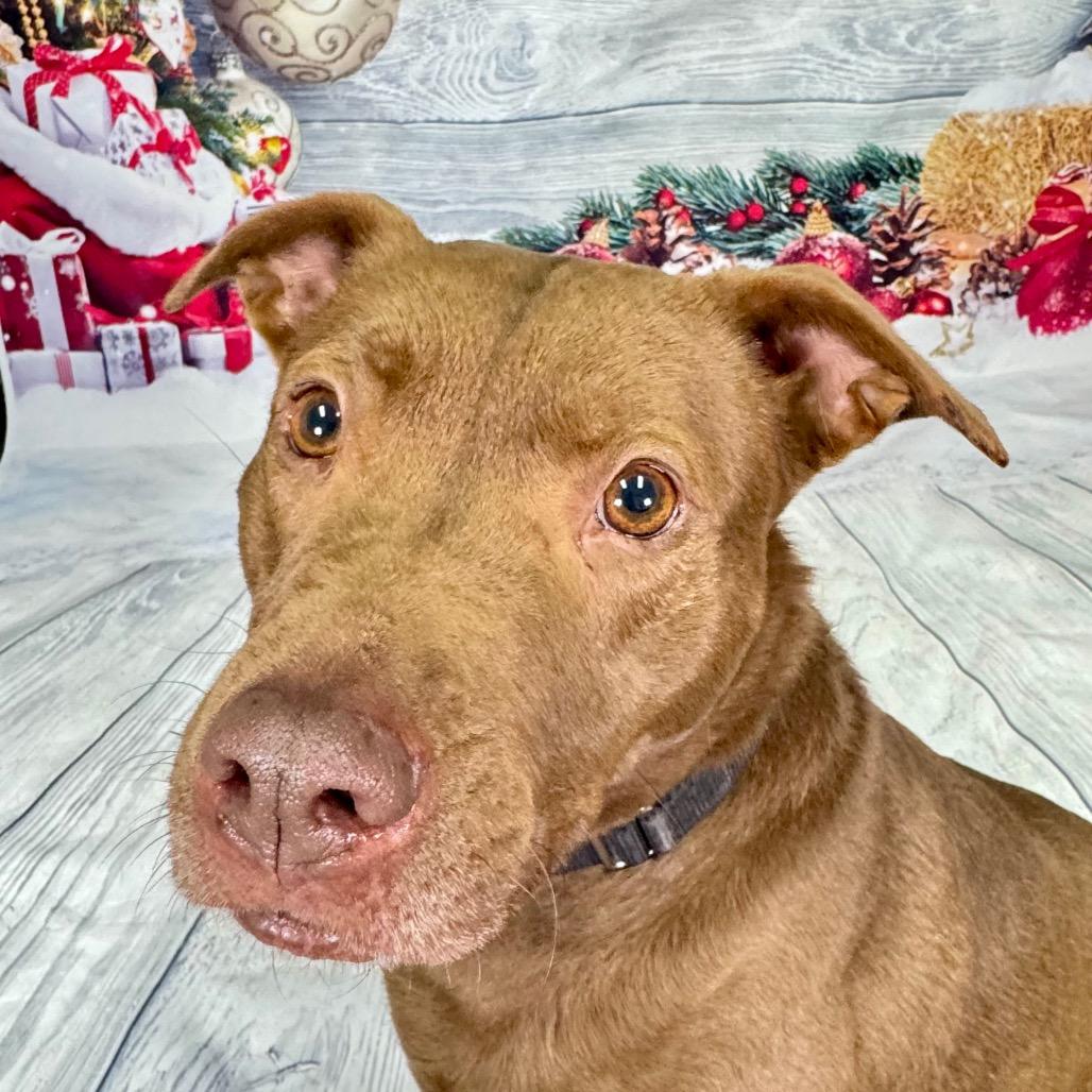 Enlarge Jackie, a Adoptable mixed breed in Franklin, NC image 3/6