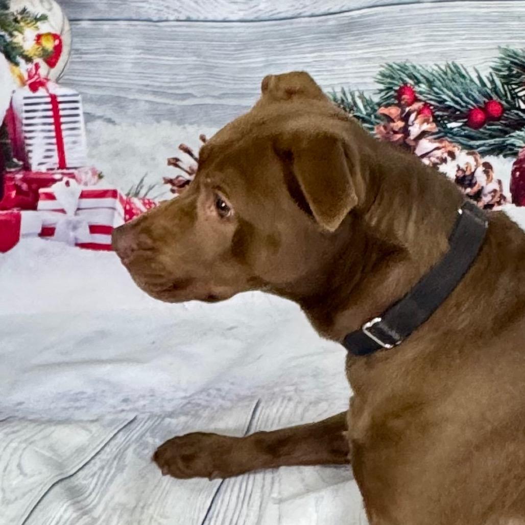 Enlarge Jackie, a Adoptable mixed breed in Franklin, NC image 4/6