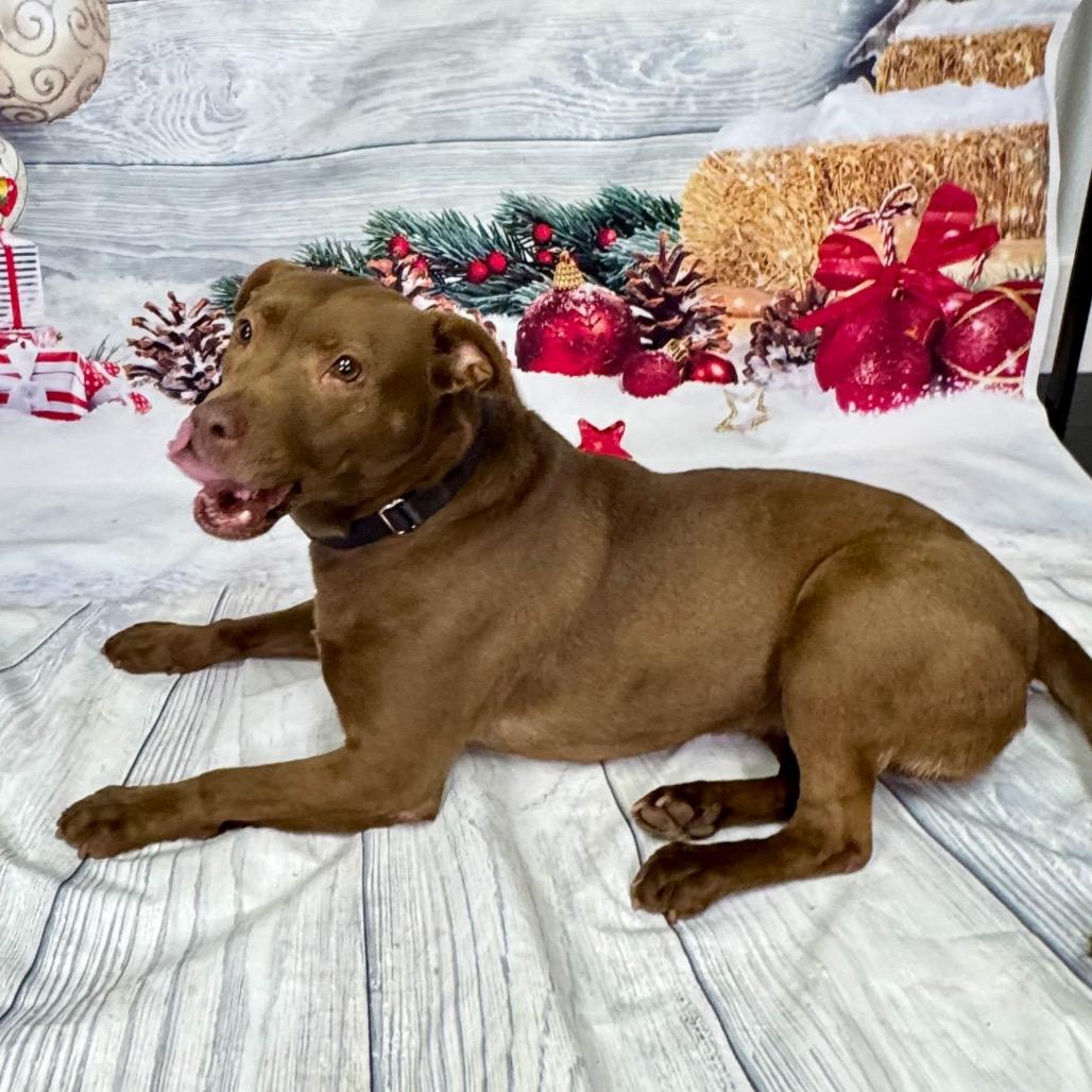 Enlarge Jackie, a Adoptable mixed breed in Franklin, NC image 5/6