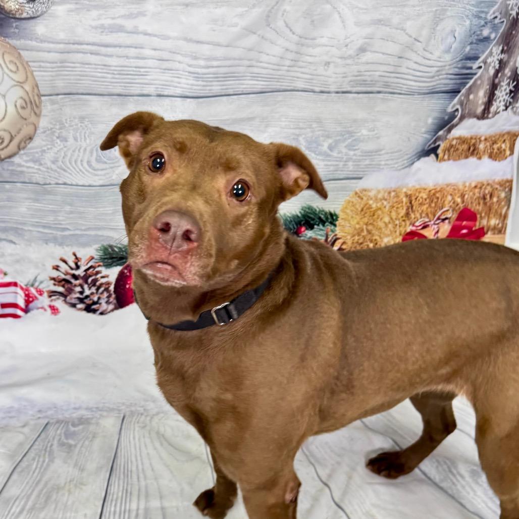 Enlarge Jackie, a Adoptable mixed breed in Franklin, NC image 6/6