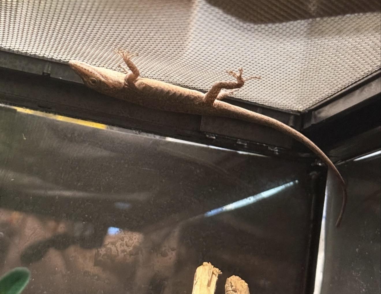 Enlarge Cucumber, a ADOPTABLE Lizard in JACKSON, NJ image 2/3