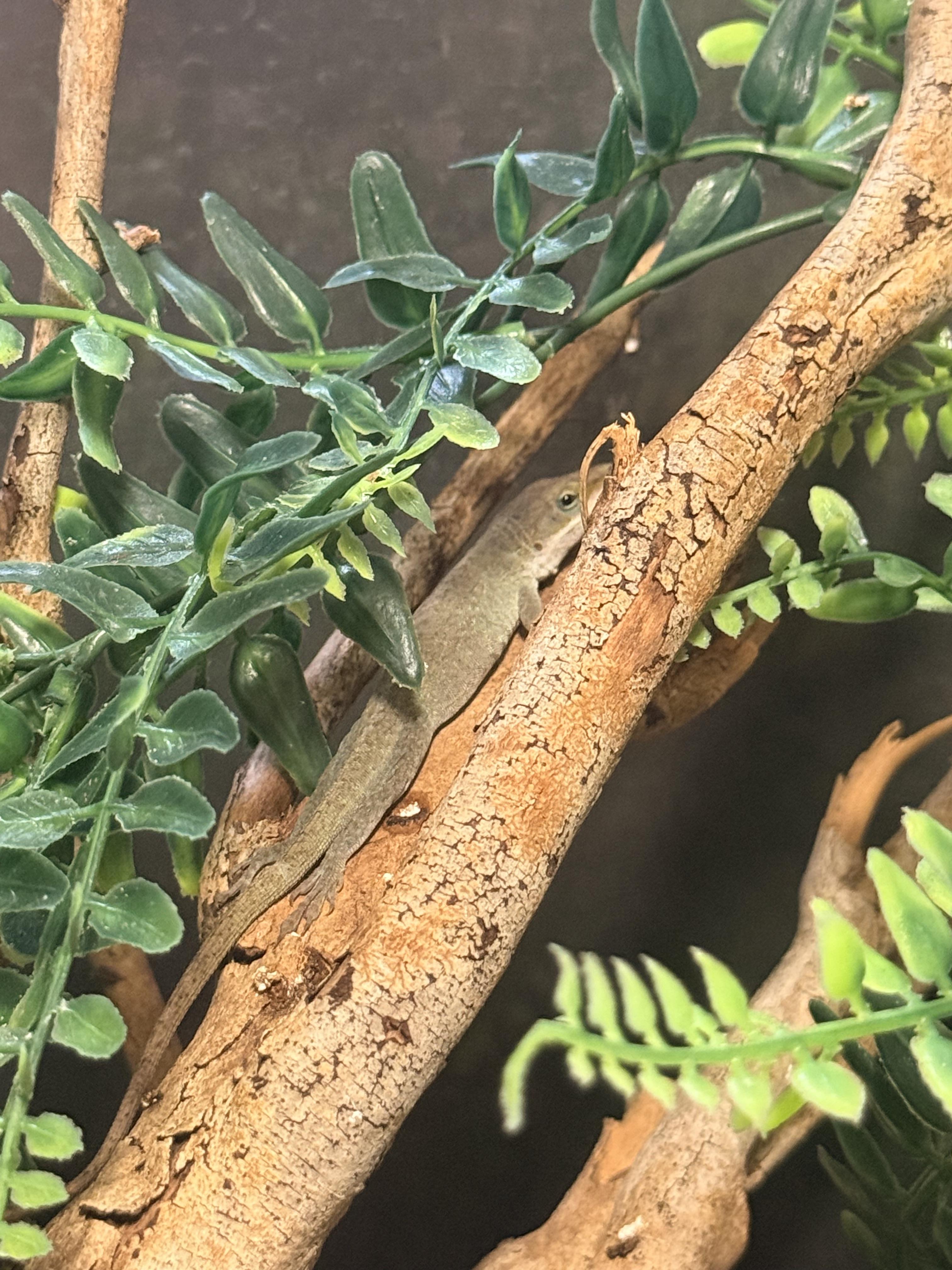 Enlarge Cucumber, a ADOPTABLE Lizard in JACKSON, NJ image 1/3