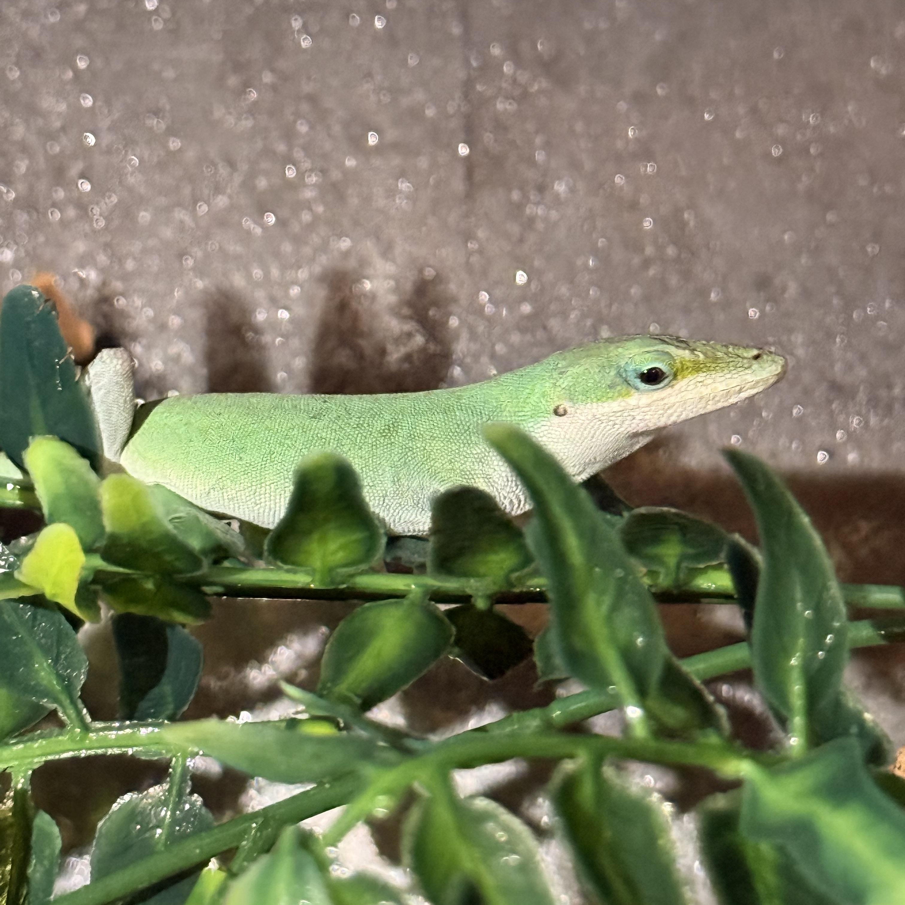 Enlarge Cucumber, a Adopted Lizard in JACKSON, NJ image 4/6
