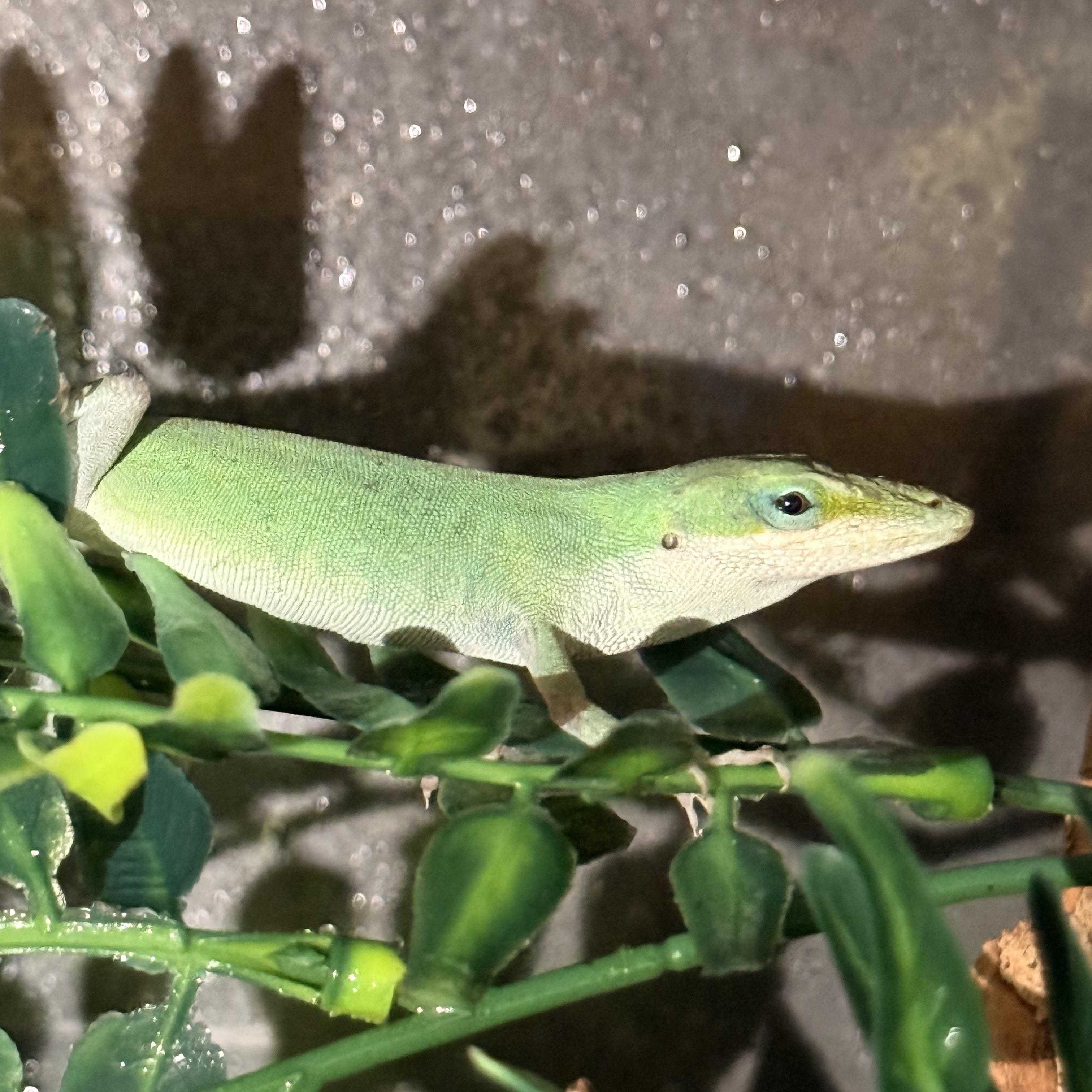 Cucumber, ADOPTABLE, Adult Unknown Lizard.