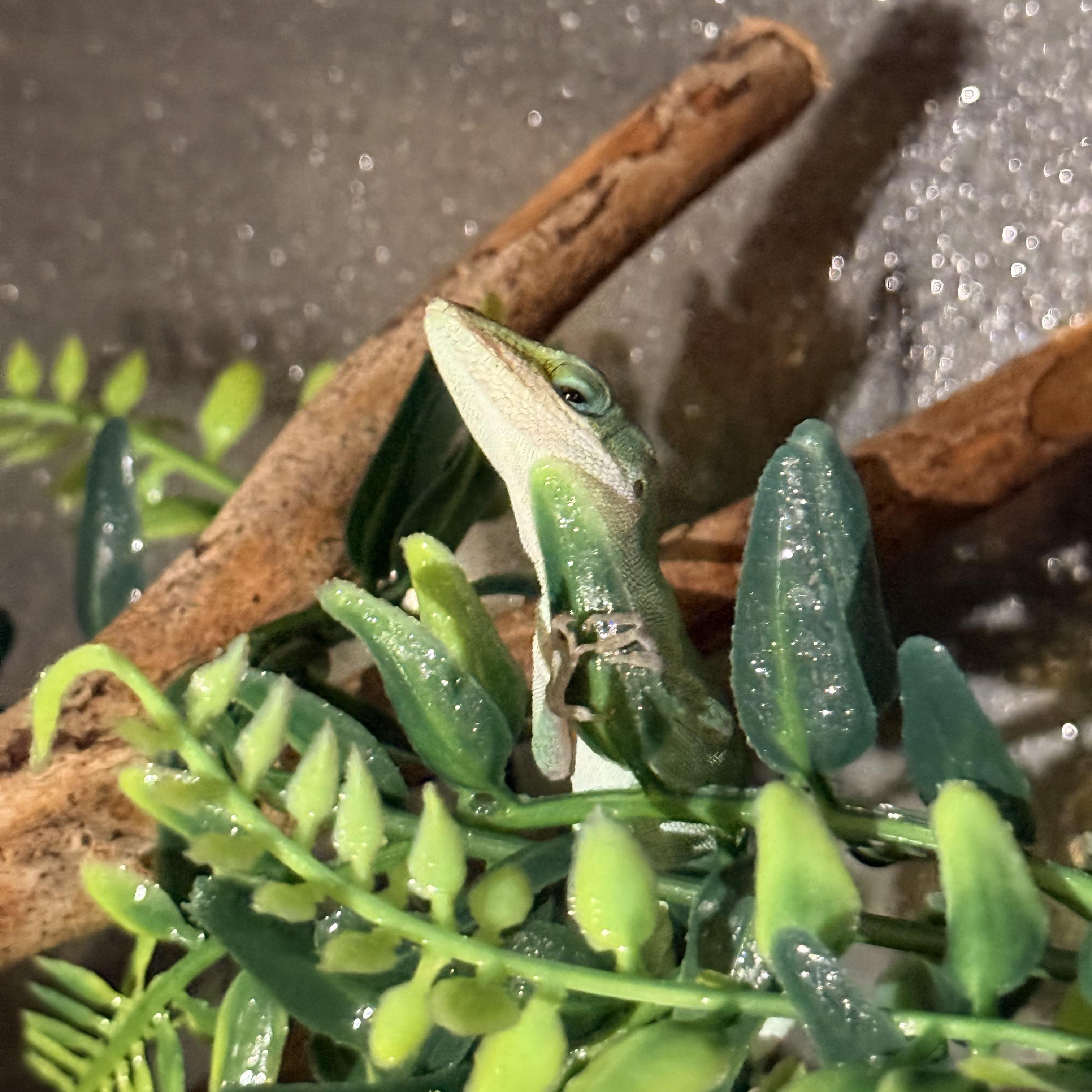 Enlarge Cucumber, a Adopted Lizard in JACKSON, NJ image 2/6