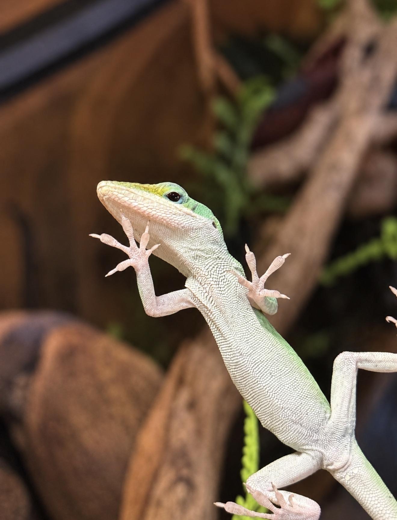 Enlarge Cucumber, a Adopted Lizard in JACKSON, NJ image 3/6