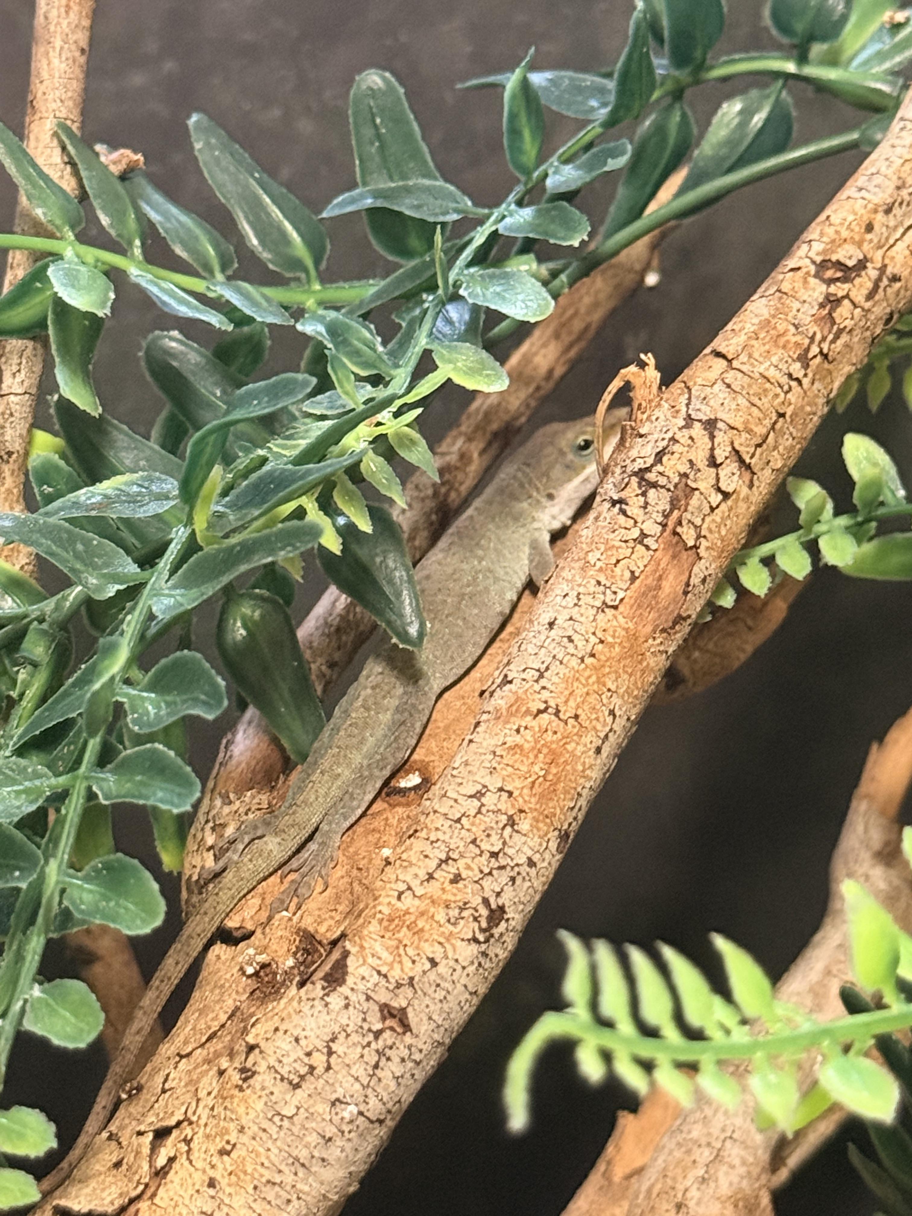 Enlarge Cucumber, a ADOPTABLE Lizard in JACKSON, NJ image 3/3