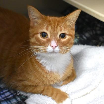 Nimbus, adopted, Adult Male Domestic Medium Hair.