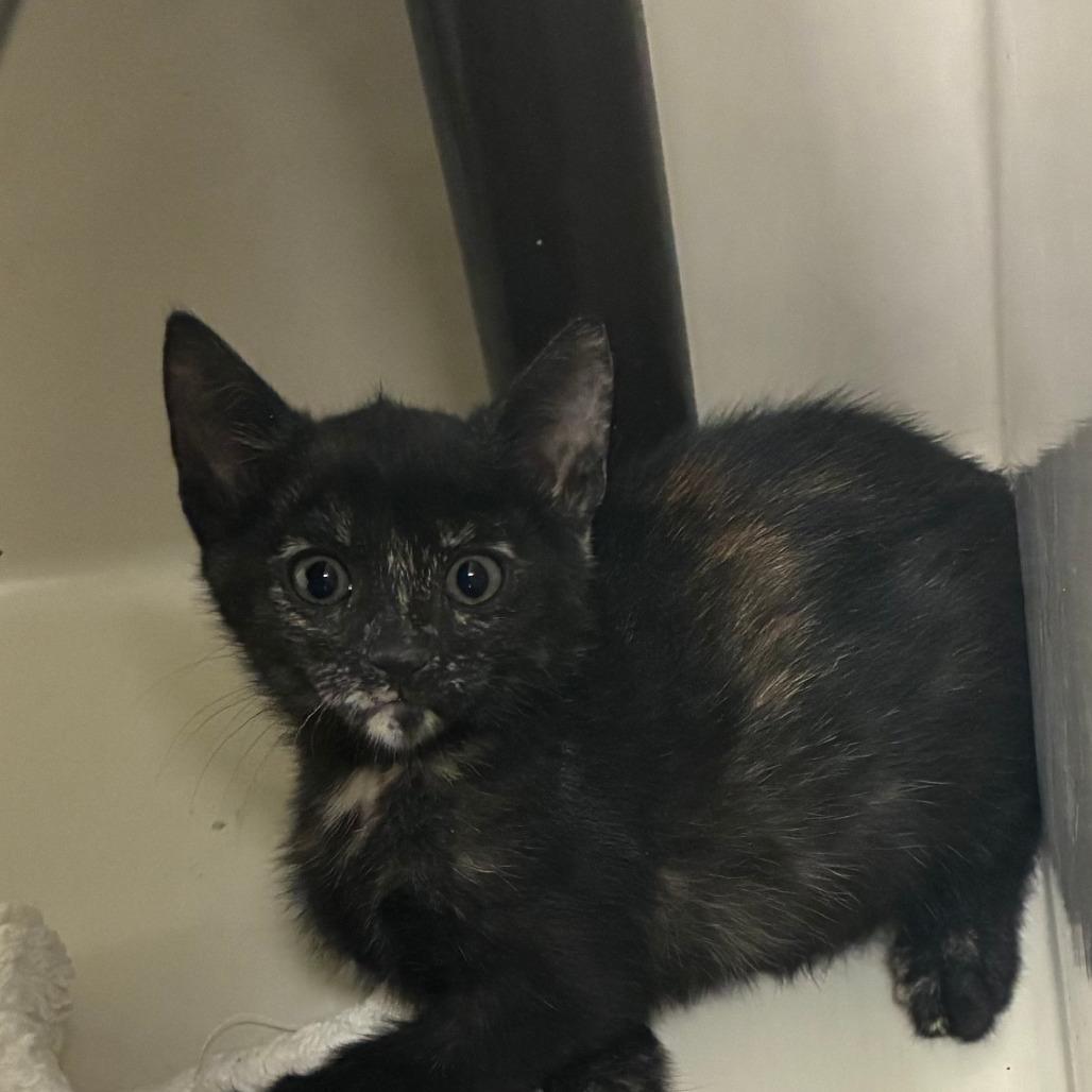 Enlarge Brie, a Adoptable Domestic Short Hair in St. Helena, CA image 1/3