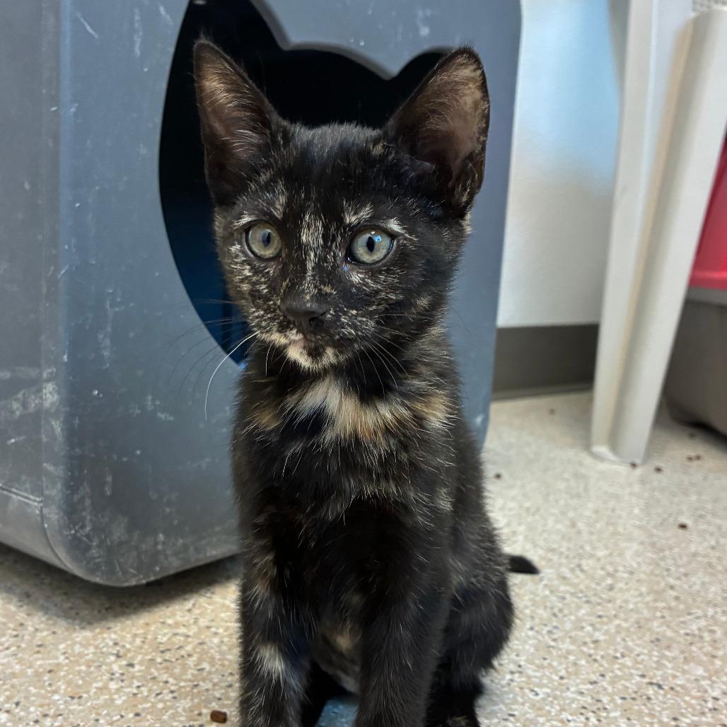 Enlarge Brie, a Adoptable Domestic Short Hair in St. Helena, CA image 2/3