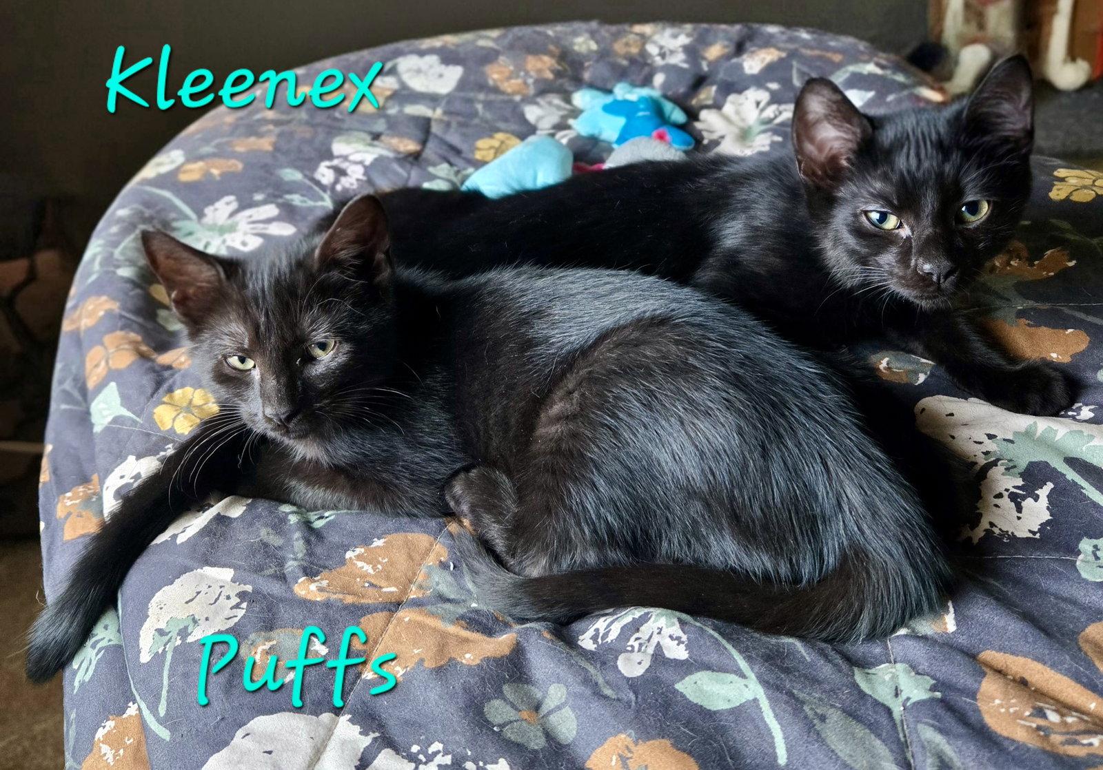 Kleenex, Adoptable, Kitten Male Domestic Short Hair.