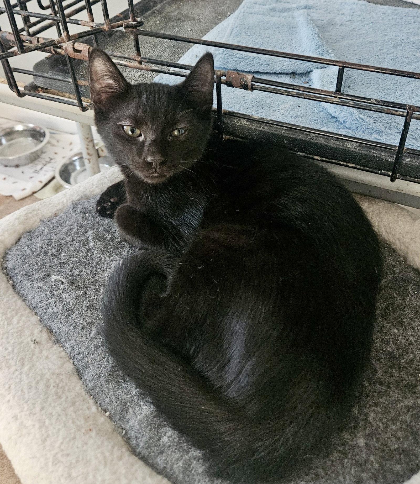 Enlarge Kleenex, a Adoptable Domestic Short Hair in Penndel, PA image 3/3