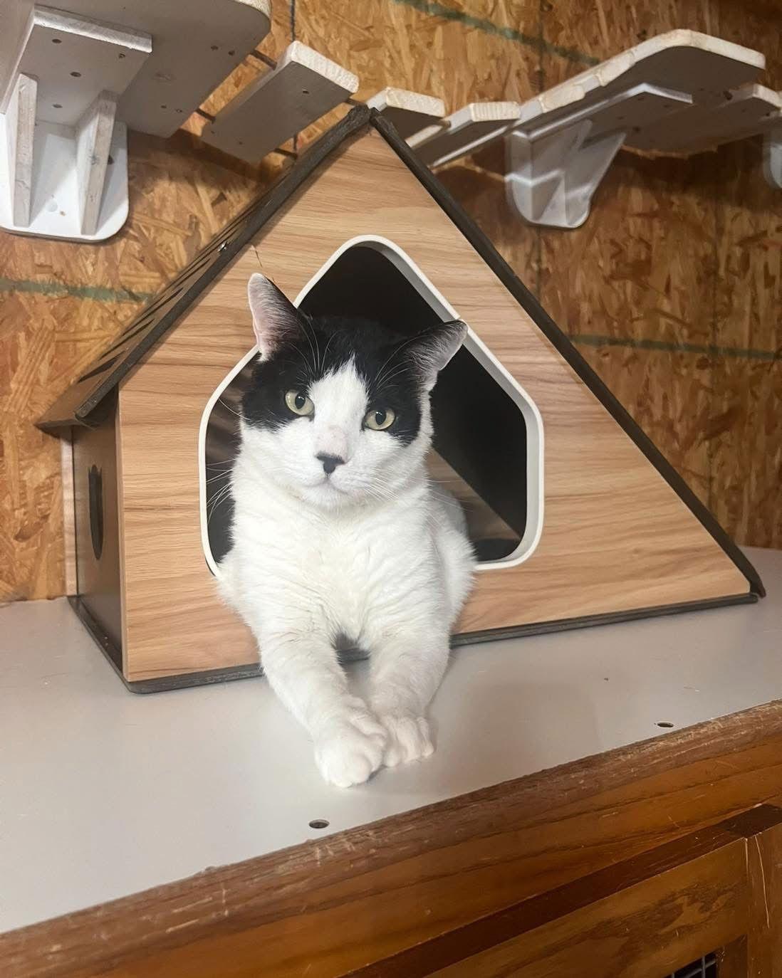 Cane, Adoptable, Adult Male Domestic Short Hair.