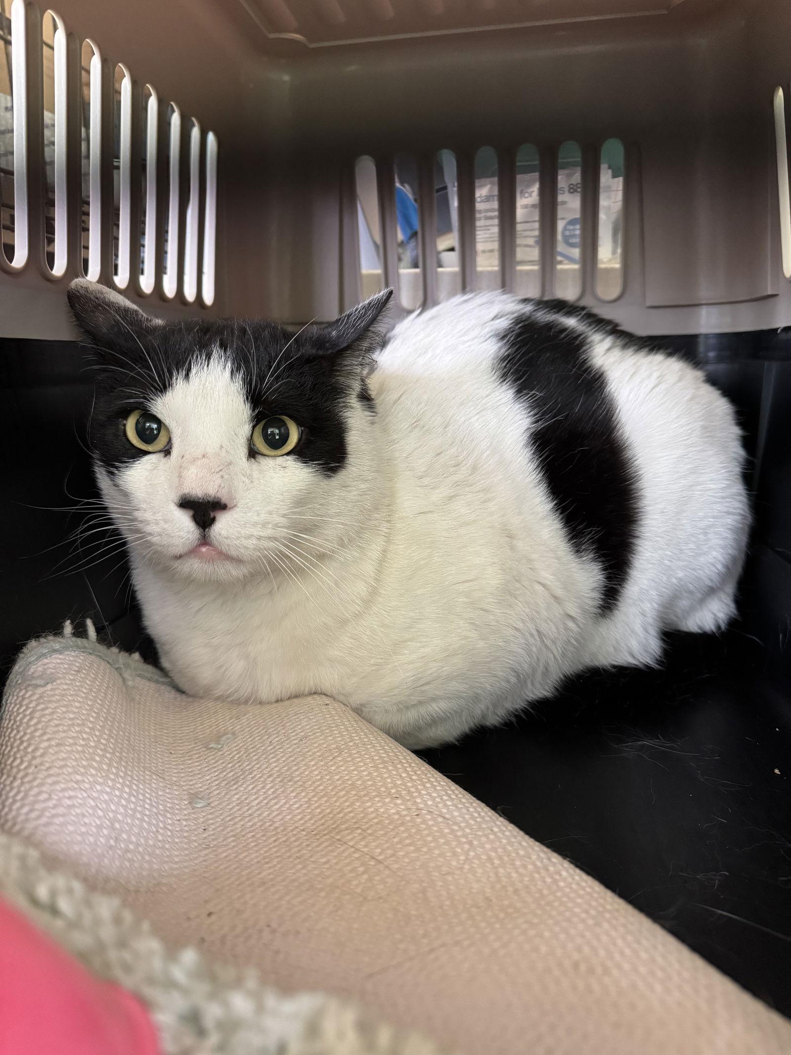 Enlarge Cane, a Adoptable Domestic Short Hair in Hammond, LA image 3/3