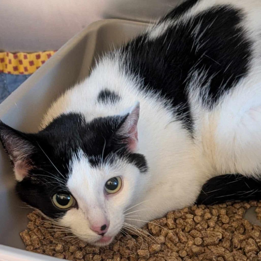 Enlarge Helaena, a Adoptable Domestic Short Hair in South Haven, MI image 1/5