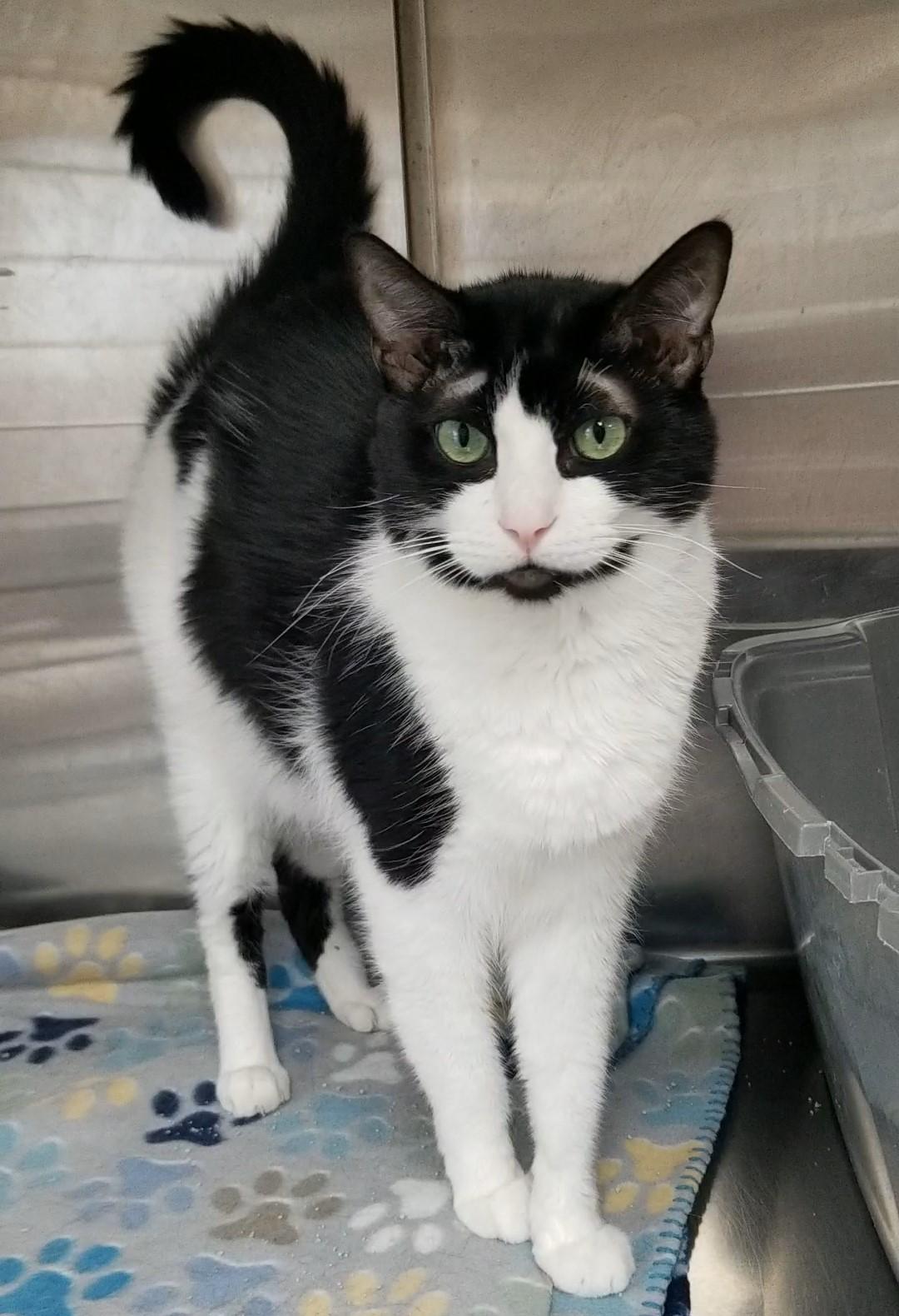 Enlarge Blackie, an adoptable Domestic Short Hair in Aransas Pass, TX image 2/2