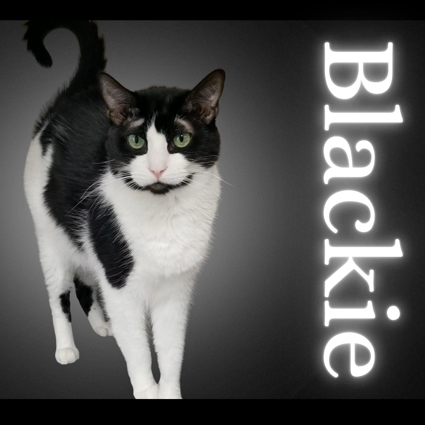 Blackie, adoptable, Adult Male Domestic Short Hair.