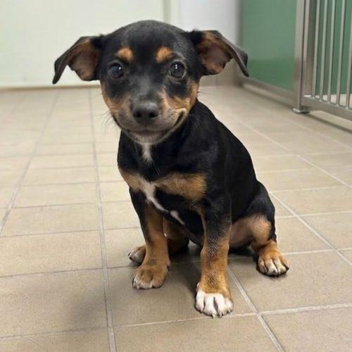 Enlarge Dot, a Adoptable mixed breed in Lathrop, CA image 1/1
