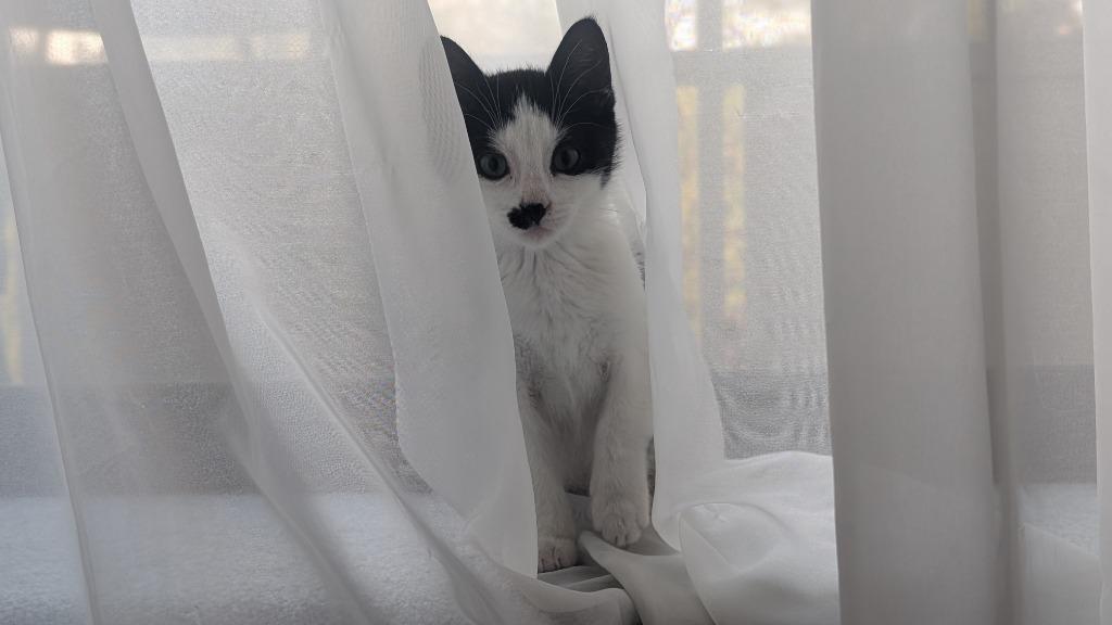 Enlarge Gabriel, a Adoptable Domestic Short Hair in Arthur, ON image 1/3