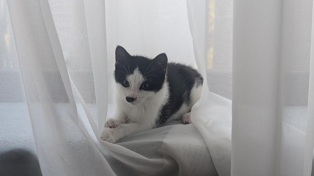 Enlarge Gabriel, a Adoptable Domestic Short Hair in Arthur, ON image 2/3