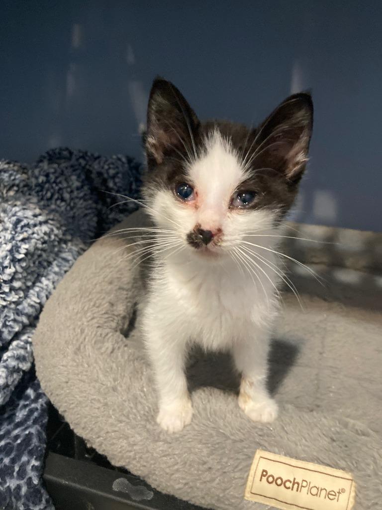 Enlarge Gabriel, a Adoptable Domestic Short Hair in Arthur, ON image 3/3